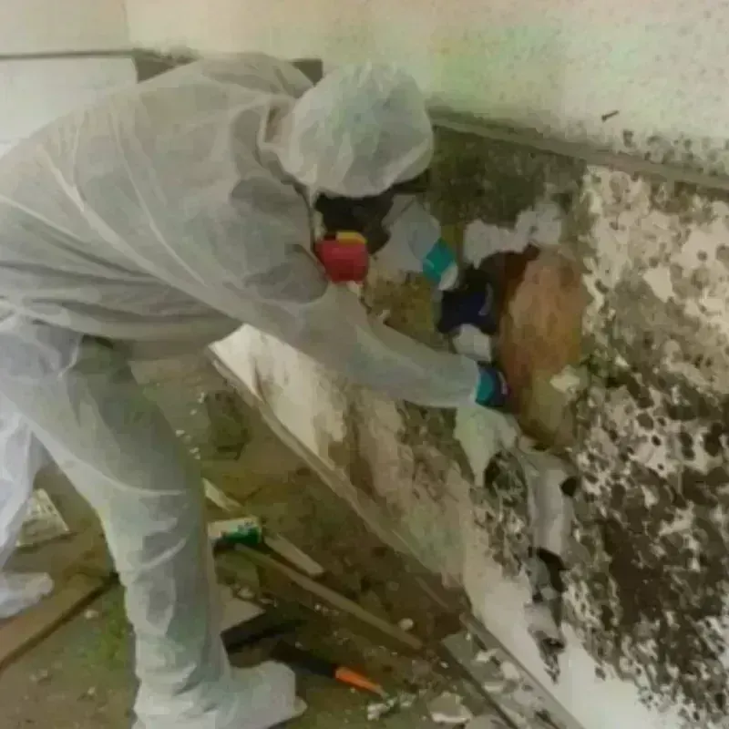 Mold Remediation and Removal in Locust, NC